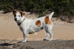 Terrier - Jack Russell