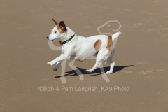 Terrier - Jack Russell