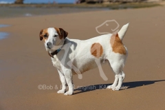 Terrier - Jack Russell