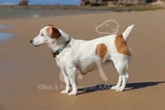 Terrier - Jack Russell