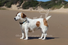 Terrier - Jack Russell