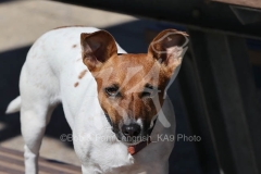 Terrier - Jack Russell