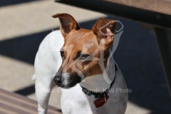 Terrier - Jack Russell