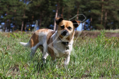 Dog