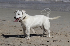 Terrier - Jack Russell