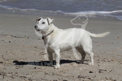 Terrier - Jack Russell