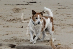 Terrier - Jack Russell