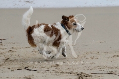 Terrier - Jack Russell