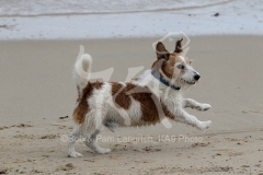 Terrier - Jack Russell