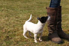 Dog