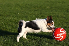 Dog