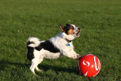 Dog