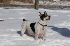Dog
