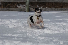 Dog