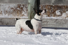 Dog