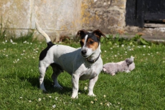 Dog
