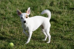 Dog