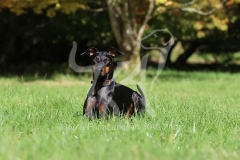 Terrier - Manchester