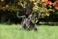 Terrier - Manchester