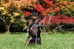 Terrier - Manchester