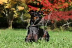 Terrier - Manchester