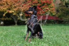 Terrier - Manchester