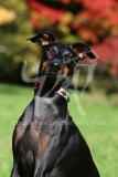 Terrier - Manchester