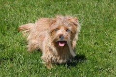 Terrier - Norfolk