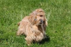 Terrier - Norfolk