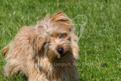 Terrier - Norfolk