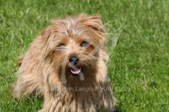 Terrier - Norfolk
