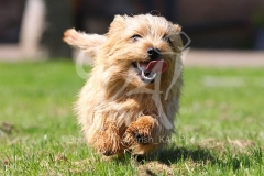 Terrier - Norfolk