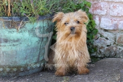 Terrier - Norfolk