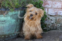 Terrier - Norfolk