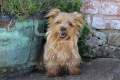 Terrier - Norfolk
