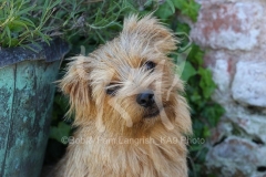 Terrier - Norfolk