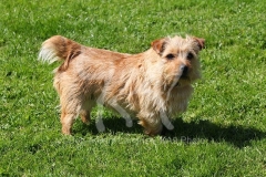 Terrier - Norfolk