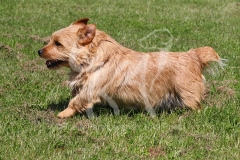 Terrier - Norfolk