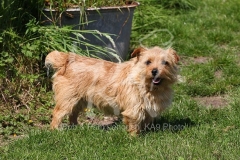 Terrier - Norfolk