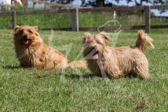 Terrier - Norfolk