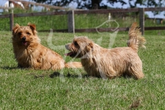 Terrier - Norfolk