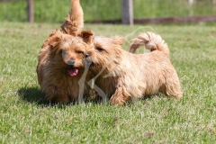 Terrier - Norfolk