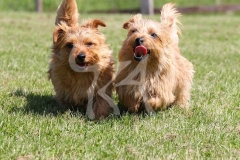 Terrier - Norfolk