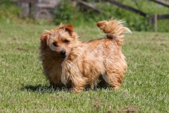 Terrier - Norfolk
