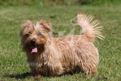Terrier - Norfolk
