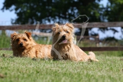 Terrier - Norfolk