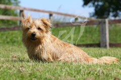 Terrier - Norfolk