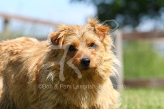 Terrier - Norfolk