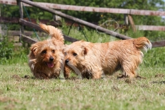 Terrier - Norfolk