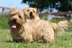 Terrier - Norfolk
